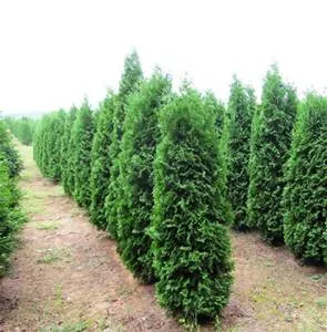 #20 5' arborvitae pyramidal