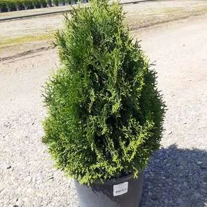 #5 arborvitae holmstrup