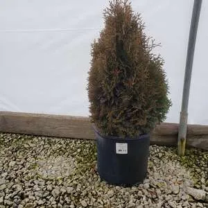 #5 arborvitae holmstrup