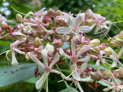 Clerodendron trichotomum 'Carnival'  (Variegated Glory Bower)