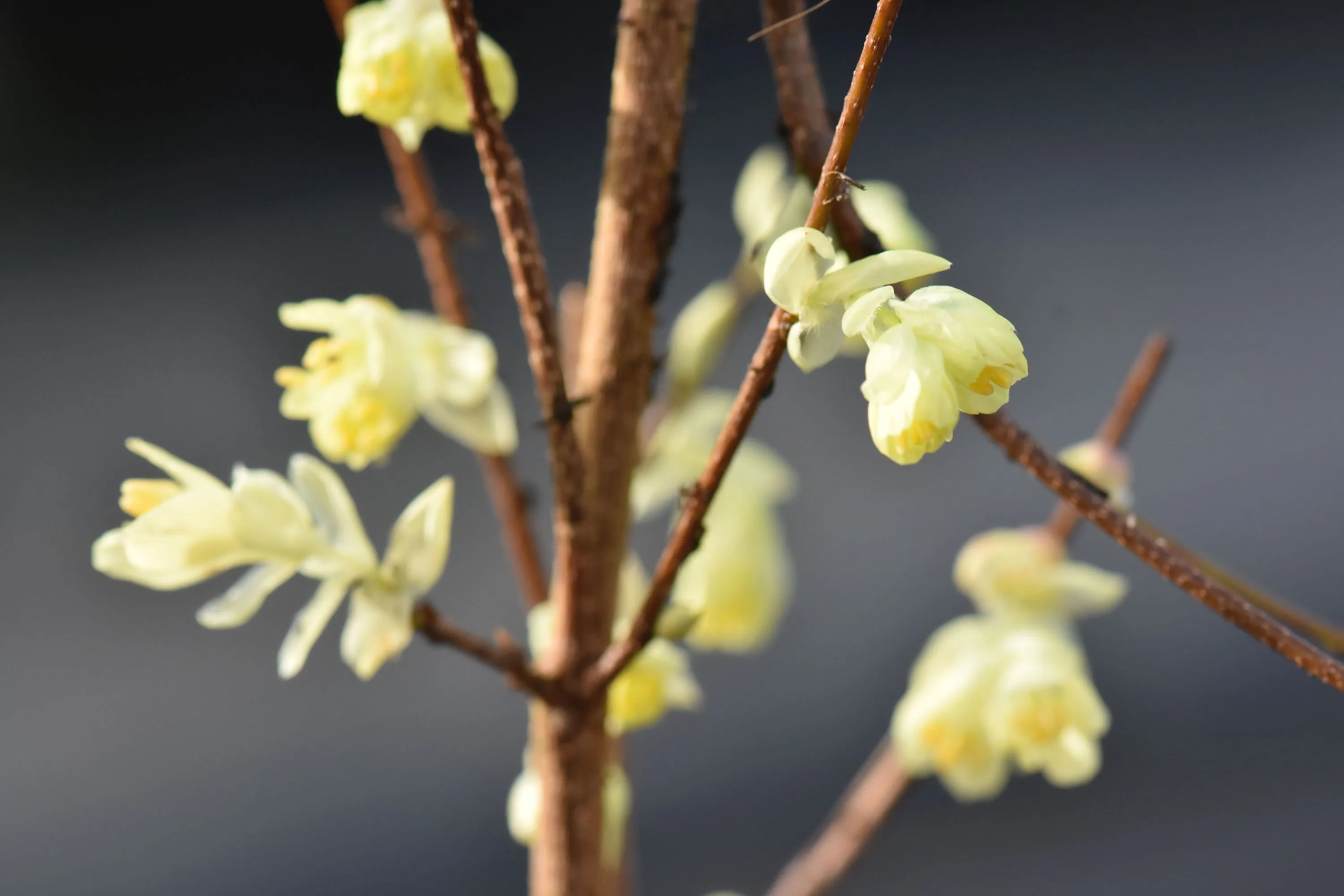 Corylopsis pauciflora (Buttercup Winterhazel)