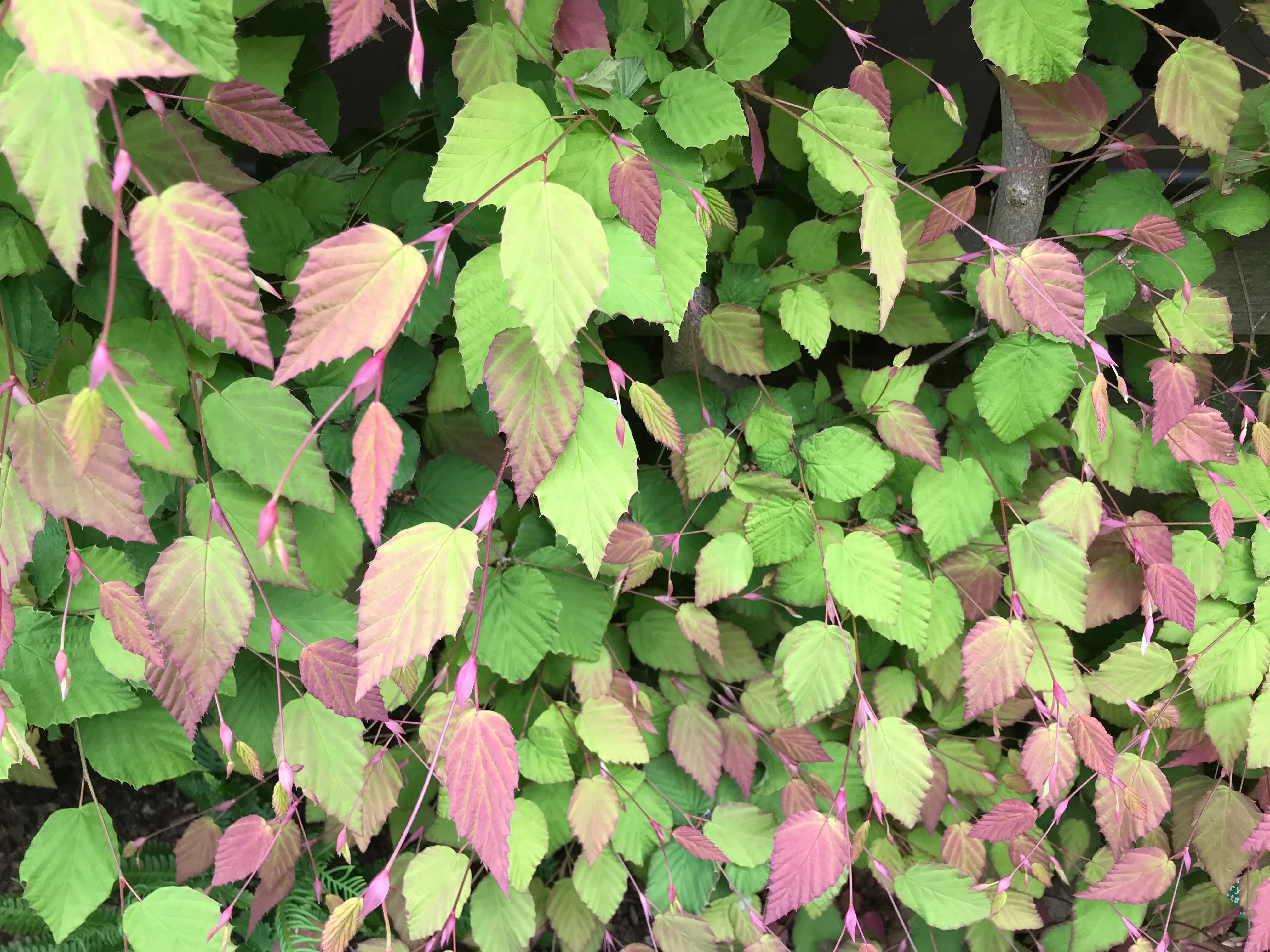 Corylopsis pauciflora (Buttercup Winterhazel)