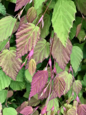 Corylopsis pauciflora (Buttercup Winterhazel)