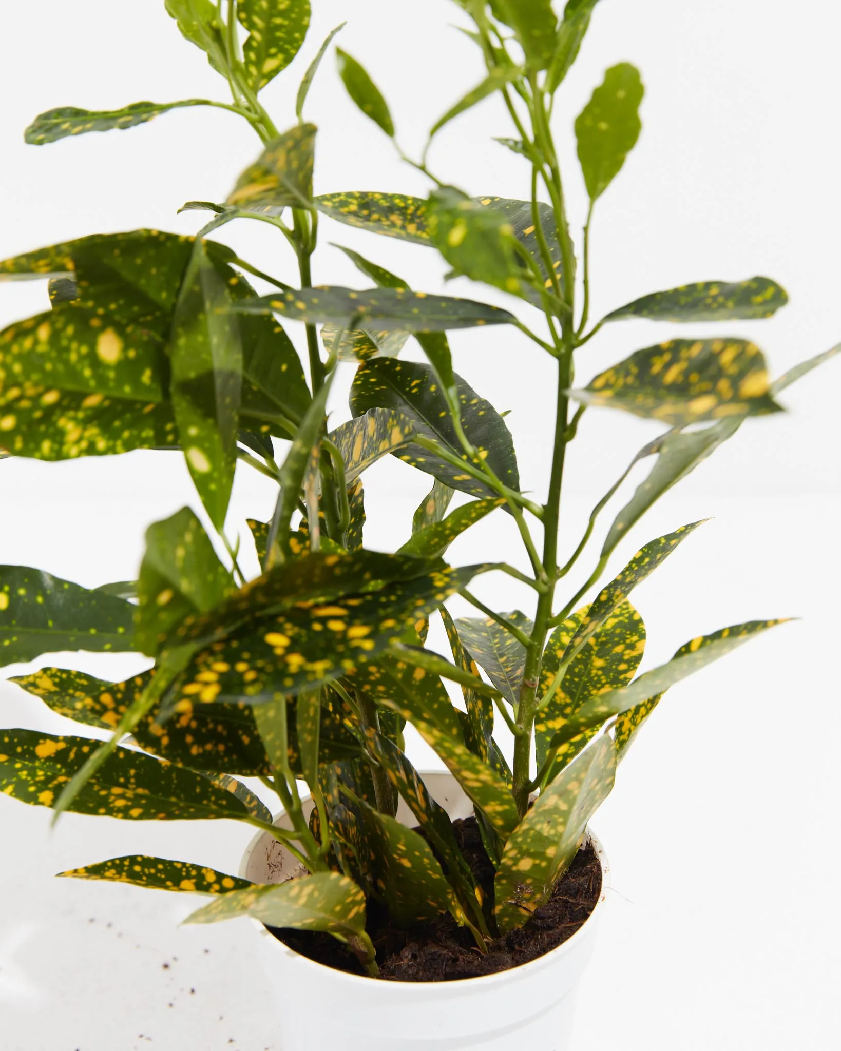 Gold Dust Croton Plant