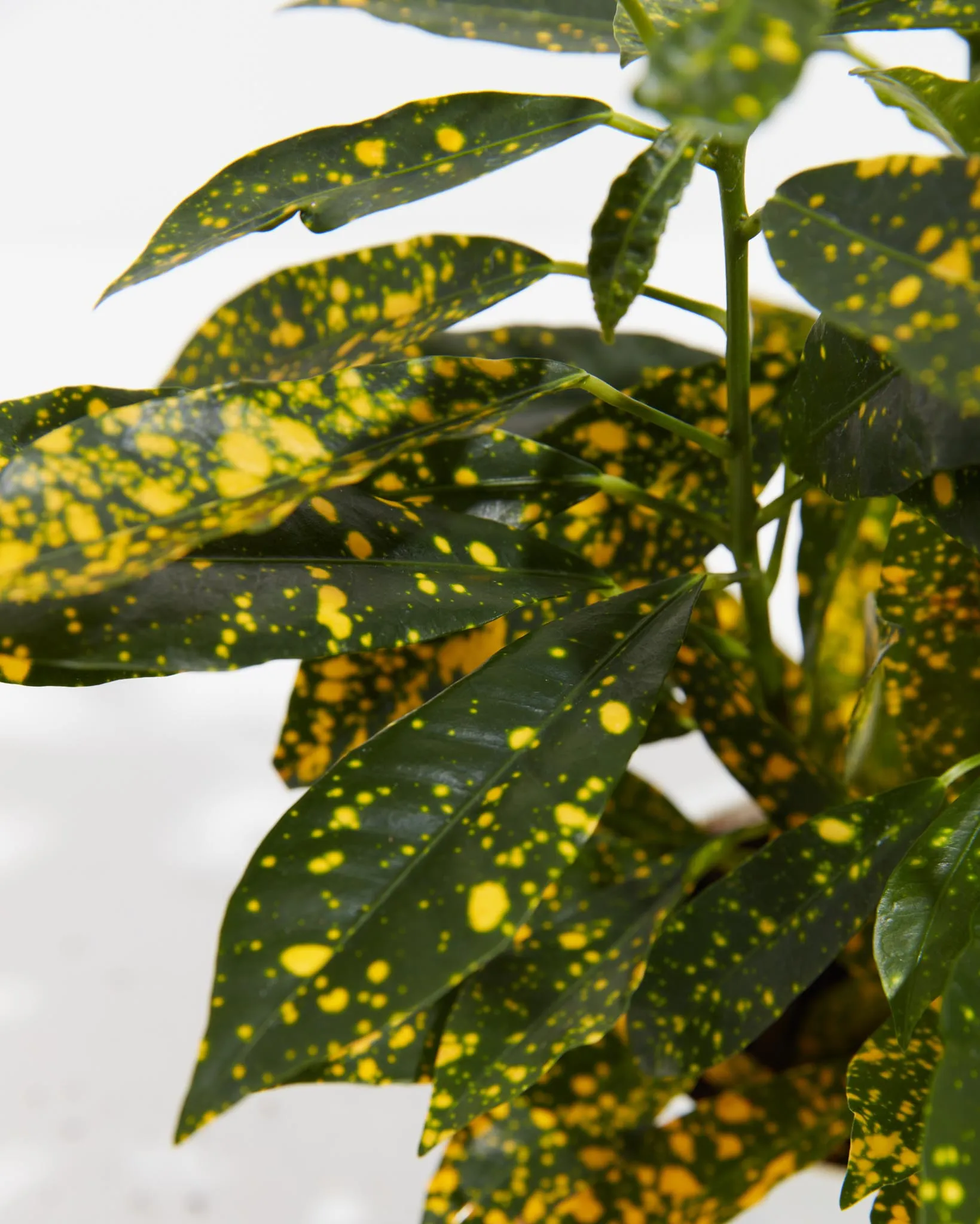 Gold Dust Croton Plant