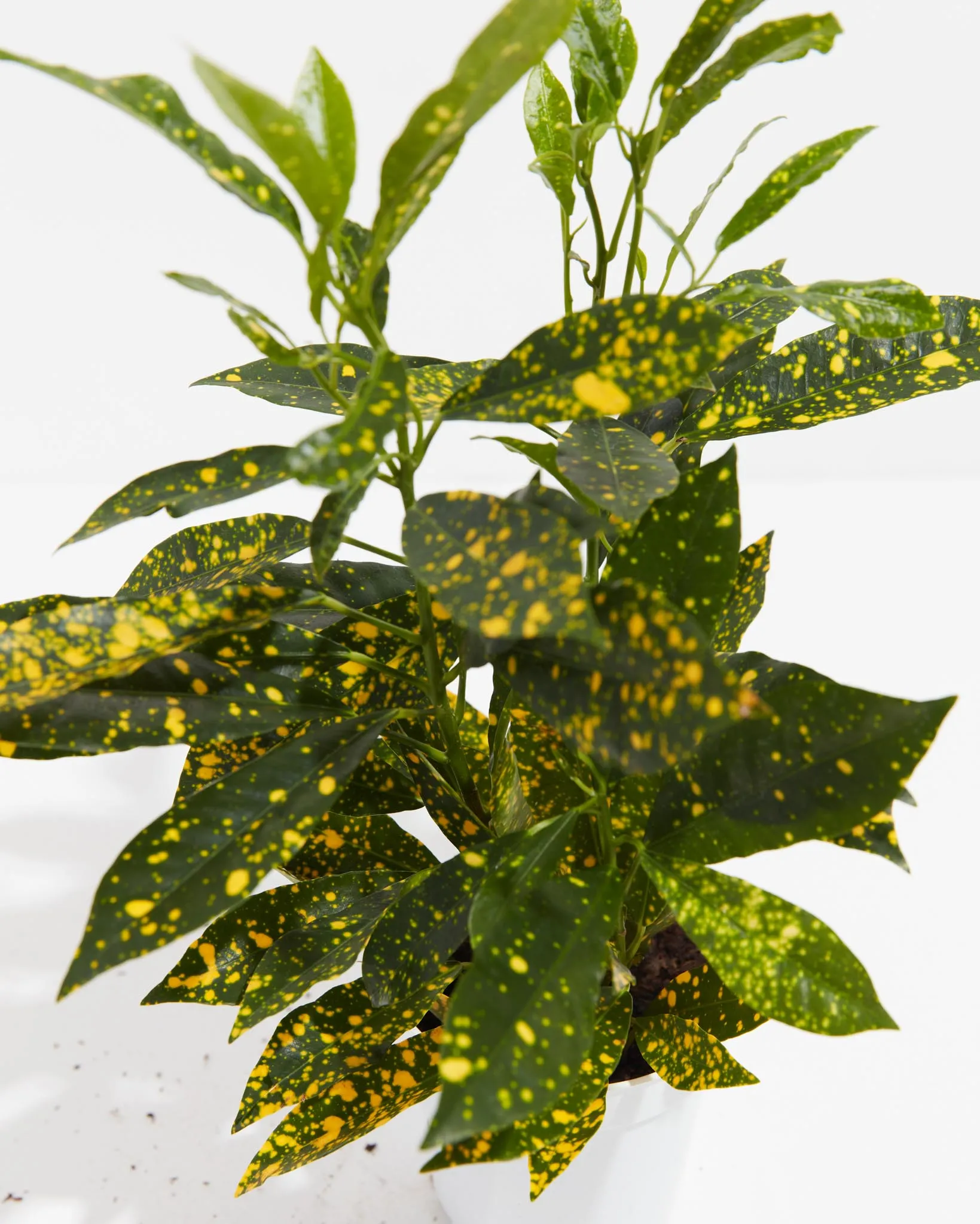 Gold Dust Croton Plant