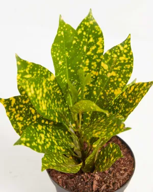 Gold Dust Croton Plant