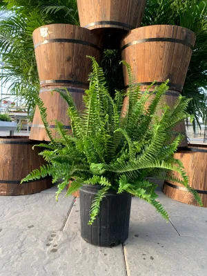 Kimberly Queen Fern