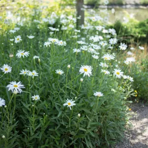 Shasta Daisy 'Silver Princess'