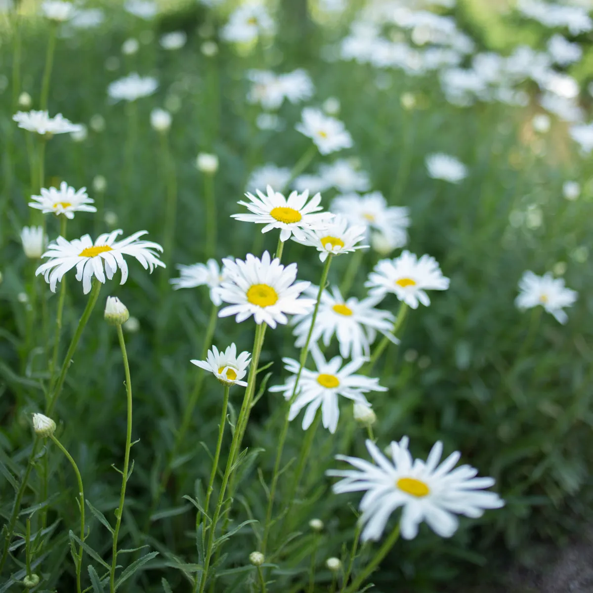 Shasta Daisy 'Silver Princess'