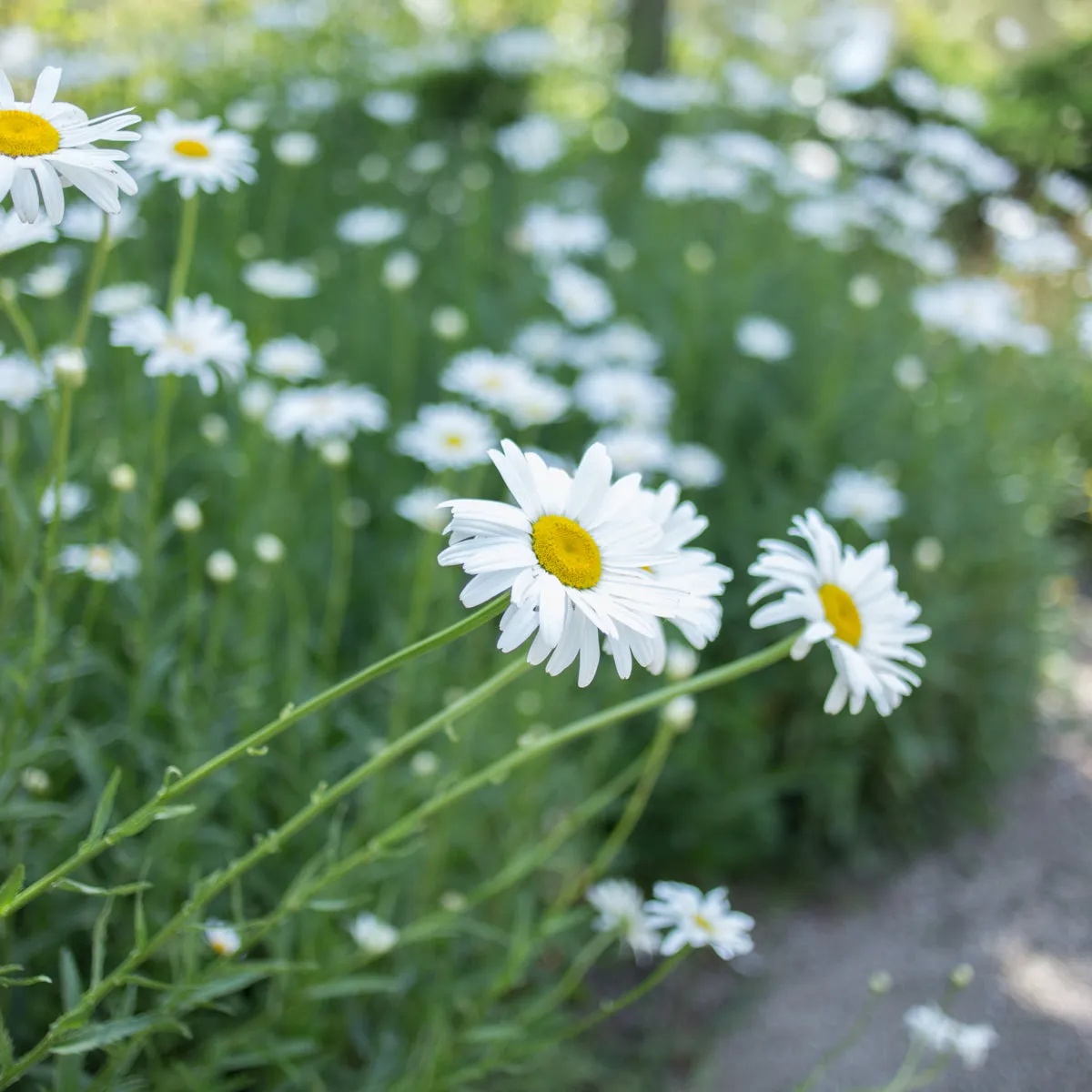 Shasta Daisy 'Silver Princess'