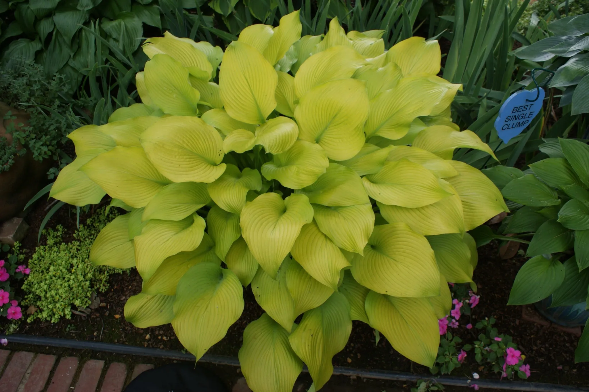 Sun Power Hosta